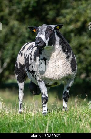 L'ariete di razza olandese avvistato in un pascolo in Scozia, Regno Unito. Foto Stock
