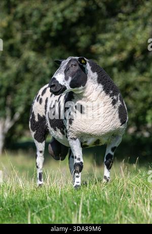 L'ariete di razza olandese avvistato in un pascolo in Scozia, Regno Unito. Foto Stock