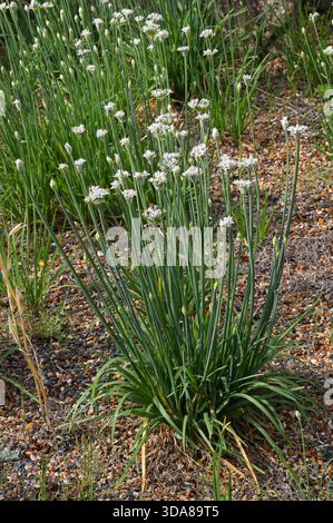 Aglio erba cipollina, aglio orientale, erba cipollina asiatica, erba cipollina cinese o porro cinese, Allium tuberosum, Amaryllidaceae. Cina, Asia. Foto Stock