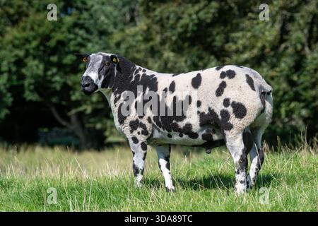 L'ariete di razza olandese avvistato in un pascolo in Scozia, Regno Unito. Foto Stock