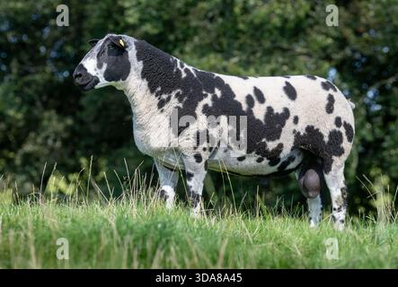L'ariete di razza olandese avvistato in un pascolo in Scozia, Regno Unito. Foto Stock