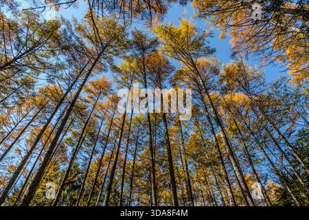 Una vista verticale del baldacchino autunnale giallo dorato di una foresta di larici al passo Toriitoge sul Nakasendo, la valle di Kiso, la prefettura di Nagano, in Giappone. Il larice (Karamatsu) diventa giallo brillante in autunno Foto Stock