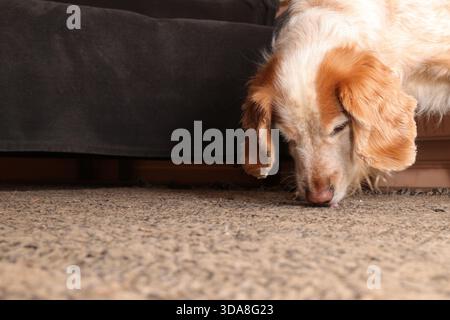 Giallo e bianco, cocker spaniel, alla ricerca di briciole su un tappeto Foto Stock