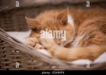 Un gatto dello zenzero che dorme in un cestino Foto Stock