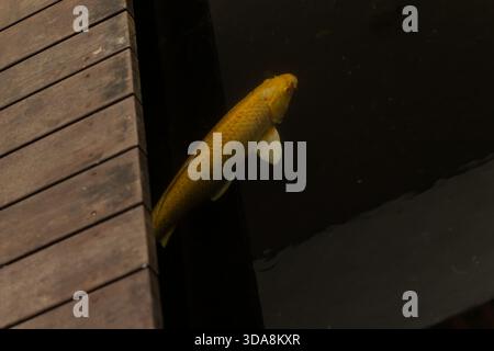 Pesci koi dorati che si muovono in un laghetto calmo vicino al molo di legno, dettagli morbidi riflessi. Armonia concettuale Foto Stock
