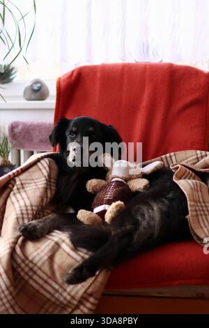 Un bel cane nero riposa sulla poltrona. è con il suo giocattolo preferito Foto Stock