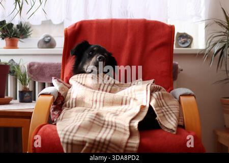 Un bel cane nero riposa sulla poltrona. è coperto da una coperta Foto Stock