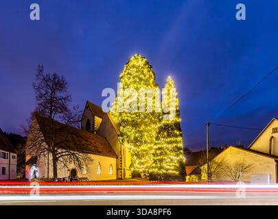 Weihnachtsbaum an der Marienkirche Bronnweiler. Der höhere der beiden Mammutbäume misst 36 metri. Diese Wellingtonie ist ein Exemplar der sogenannten Wilhelmasaat Sequoiadendron giganteum. // 09.12.2025. Reutlingen, Baden-Württemberg, Deutschland *** albero di Natale nella Marienkirche Bronnweiler il più alto dei due alberi di sequoia misura 36 metri questo Wellingtonia è un esemplare del cosiddetto Wilhelmasaat Sequoiadendron giganteum 09 12 2025 Reutlingen, Baden Württemberg, Germania Foto Stock