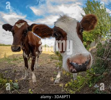 Due curiose mucche (Bos taurus) camminano verso la telecamera con una visuale ultra grandangolare, naso in avanti e orecchie larghe contro il cielo blu su un pascolo aperto. Foto Stock