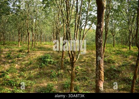 Albero di gomma in un ambiente di piantagione naturale Foto Stock