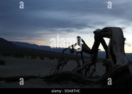 Albero morto nel Death Valley National Park, California Foto Stock