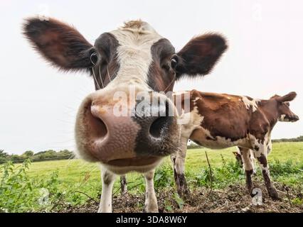Divertente mucca Bos taurus che sbircia nella fotocamera con il naso vicino all'obiettivo mentre altri bovini stanno dietro in un pascolo rurale. Foto Stock