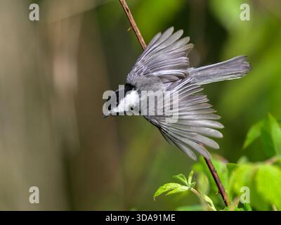 Chickadee con il cappuccio nero (Poecile atricapillus) che prende il volo con ali completamente sparse da una filiale del Lime Hollow Nature Center, Cortland, New York, USA. Foto Stock