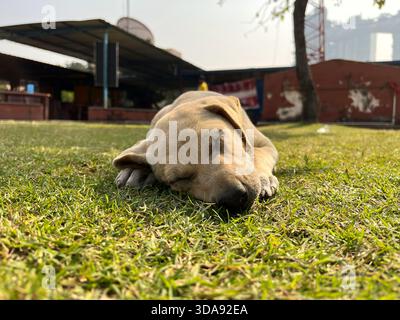 Cucciolo che dorme per terra Foto Stock