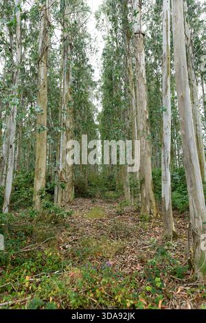 La gomma blu (Eucalyptus globulus) è un albero sempreverde endemico dell'Australia sudorientale e coltivato per il suo legno in altri paesi. Questa foto non era Foto Stock