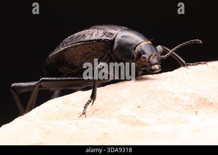 Primo piano di uno scarabeo scuro che mostra la testa dettagliata, le mandibole testurizzate e le antenne segmentate, fotografate da una prospettiva frontale. Foto Stock