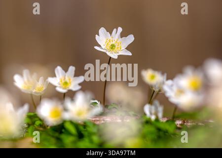Crescita coloniale di anemoni di legno / Timbleweed europeo (Anemone nemorosa) fiori bianchi che fioriscono nella foresta primaverile Foto Stock