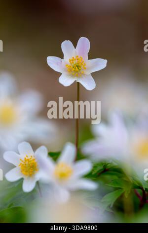 Anemone di legno / thimbleweed europeo (Anemone nemorosa) primo piano di fiori bianchi che mostrano stami gialli che fioriscono nella foresta primaverile Foto Stock