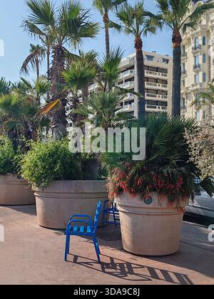 Tradizionale sedia in metallo blu sul Boulevard de la Croisette a Cannes, accanto a grandi piantagioni con palme e fiori al sole del pomeriggio Foto Stock