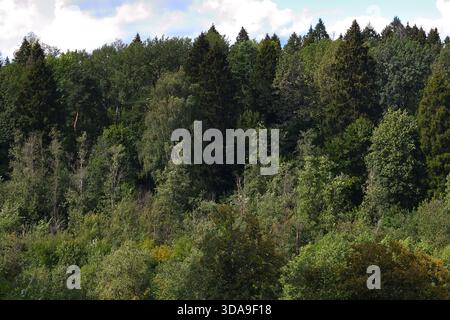 Un frammento di fitta foresta decidua e di conifere vicino a Mosca Foto Stock