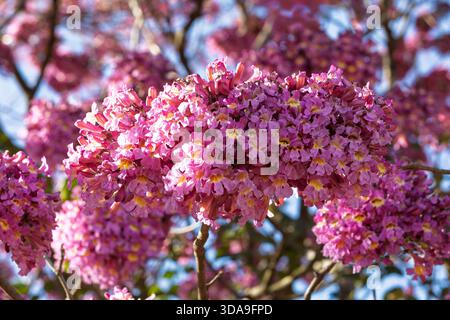 Handroanthus impetiginosus, rosa ipe, rosa lapacho , tromba rosa o macuelizo enano, albero fiorito della famiglia Bignoniaceae. Bonito. Mato Gro Foto Stock