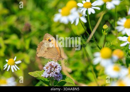 Primo piano vista di lato di un prato farfalla marrone Maniola jurtina nettare di alimentazione Foto Stock