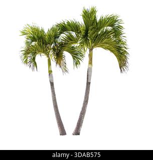 Palme da cocco gemelle isolate su sfondo bianco Foto Stock
