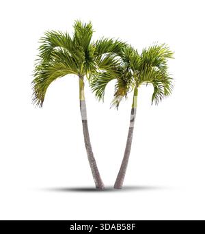 Palme da cocco gemelle isolate su sfondo bianco Foto Stock