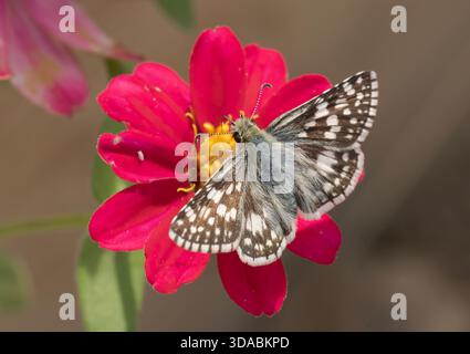 Skipper a scacchi comuni che si nutrono di un Zinnia rosa al sole autunnale Foto Stock