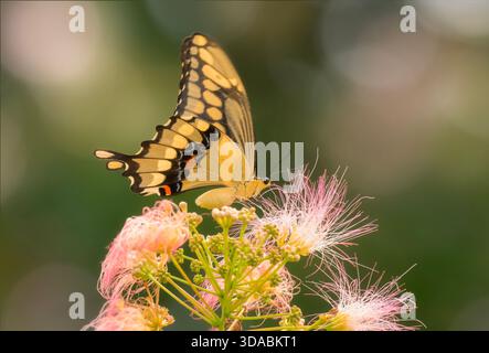 Bellissima farfalla gigante di coda di rondine che riceve il nettare dai fiori rosa fuzzy di un albero di seta persiano, con un morbido sfondo bokeh Foto Stock