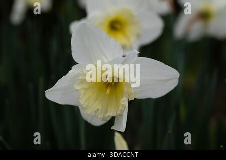 Narciso Ice Follies coltivato in un giardino a Madrid Foto Stock