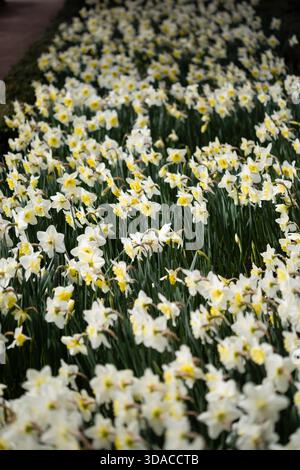 Narciso Ice Follies coltivato in un giardino a Madrid Foto Stock