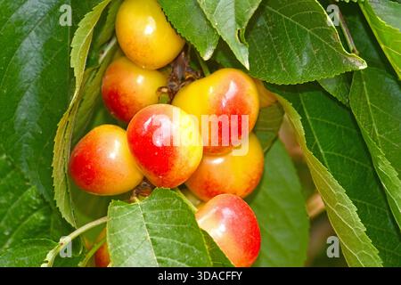 Ciliegie sull'albero in primo piano Foto Stock
