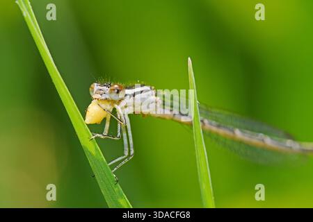 Una damigella con il primo piano delle prede Foto Stock