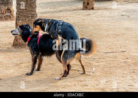 Due cani che praticano un comportamento naturale all'aperto Foto Stock