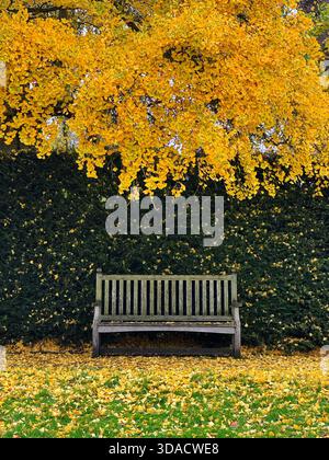Una panchina vuota sotto le foglie autunnali di un albero di Ginkgo biloba a Dyffryn Gardens, vale of Glamorgan, Galles del Sud. Foto Stock