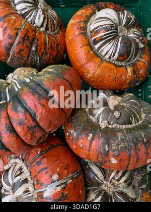 Vista ravvicinata dall'alto di un gruppo di squash turban con motivi geometrici Foto Stock