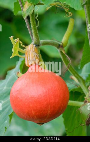 Cucurbita maxima Red Kuri, squash Red Kuri, squash invernale, arancio-rosso, frutta a forma di goccia Foto Stock
