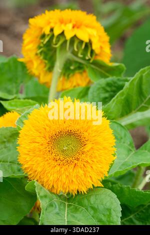 Helianthus annuus Orso di Teddy, Orso di Teddy di girasole, teste di fiori dorati completamente doppie Foto Stock