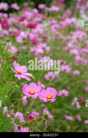 COSMOS bipinnatus, serie Sonata, teste di fiori a margherita in bianco, rosa o rosso da giugno. Ricco di nettare, amato dalle api. Foto Stock