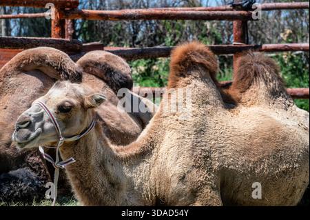 Un cammello battriano si trova a terra in Turkestan, Kazakistan, catturato in un tranquillo ambiente all'aperto. Foto Stock
