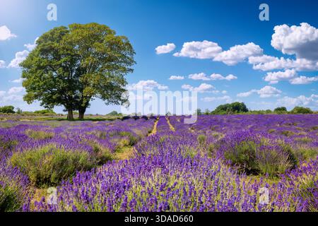 Un bellissimo campo di lavanda in fiore durante l'estate con un albero e un cielo blu Foto Stock