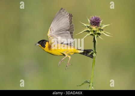 Cucito con testa nera (Emberiza melanocephala), a partire da un milkcardo benedetto, Italia, Viterbo; Roma Foto Stock