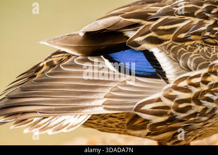 mallard (Anas platyrhynchos), maschio, piume blu sul bordo posteriore delle ali, primo piano, Germania Foto Stock
