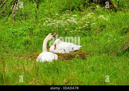 Cigno muto (Cygnus olor), coppia con due pulcini al nido, famiglia animale, Austria Foto Stock
