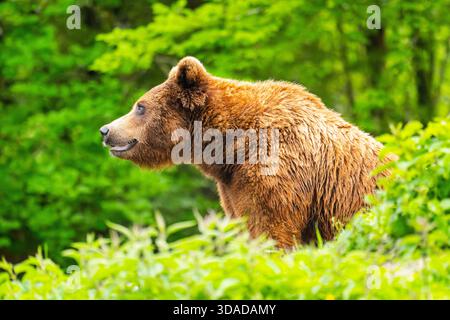 Orso bruno europeo, orso bruno eurasiatico, orso bruno comune, orso comune, orso europeo (Ursus arctos arctos), guardando un arbusto, ritratto, Austria Foto Stock