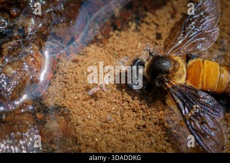 Macro morboso primo piano di api morte e minuscole larve a terra. scena triste che mostra decadimento e decomposizione, affascinante ciclo naturale di vita e morte in Foto Stock