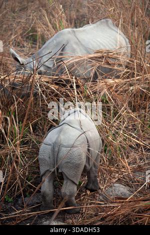 Rinoceronte femminile con una corna (Rhinoceros unicornis) e il suo vitello nel cespuglio, Kaziranga National Park, Assam, India Foto Stock