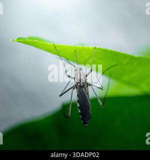 Specie di zanzare con ali delicate e lunghe gambe poggiate su una foglia verde vibrante, raffigurante animali selvatici e il tema del controllo degli insetti. Fotografia, no Foto Stock