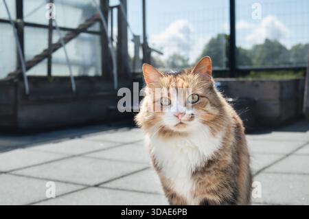 Bella posizione nel patio sul tetto o sul balcone. Curioso gatto al coperto che si gode la giornata di sole in uno spazio esterno recintato e sicuro. calico femmina o gatto torbie. Selez Foto Stock